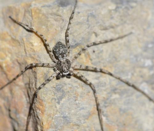 Philodromus sp.
